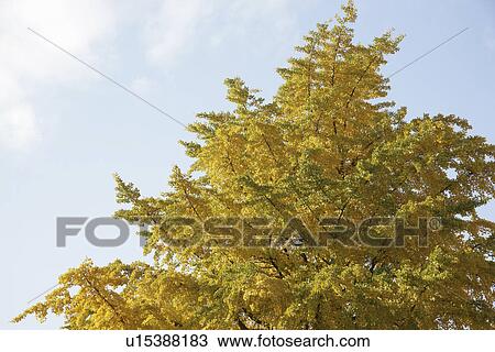 Yellow Leaves View Large Photo Image Stock Image - Yellow Leaves. Fotosearch