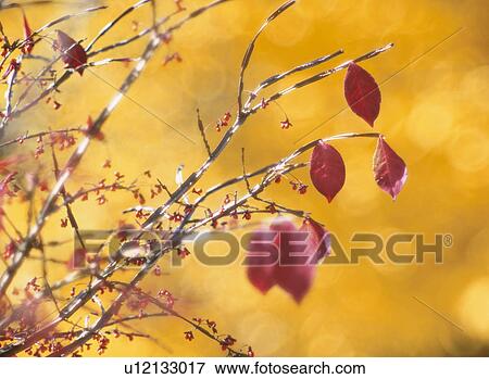 Stock Photo - Yellow Leaves. Fotosearch