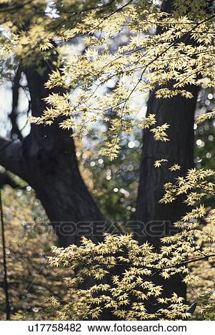 Stock Image - Yellow Maple Leaves. Fotosearch