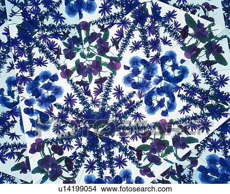 Kaleidoscope, Flower, Close Up View Large Photo Image Picture - Kaleidoscope, Flower, Close Up. Fotosearch