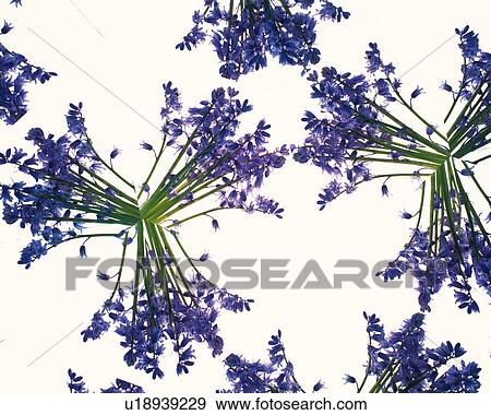 Kaleidoscope, Flower, Close Up View Large Photo Image Stock Photo - Kaleidoscope, Flower, Close Up. Fotosearch