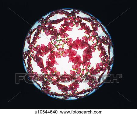 Stock Image - Kaleidoscope, Flower, Front View. Fotosearch