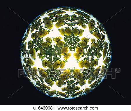 Stock Image - Kaleidoscope, Flower, Front View. Fotosearch
