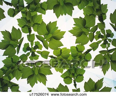 Kaleidoscope, Leaf, Close Up View Large Photo Image Picture - Kaleidoscope, Leaf, Close Up. Fotosearch