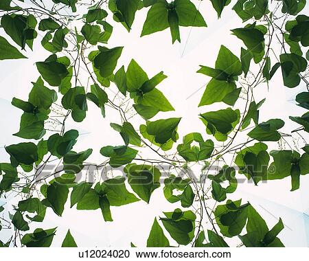 Stock Image - Kaleidoscope, Leaf, Close Up. Fotosearch