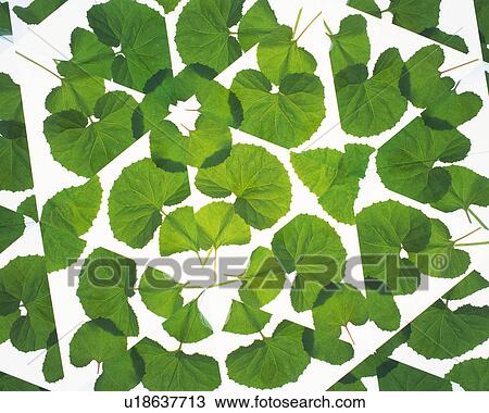 Stock Image - Kaleidoscope, Leaf, Close Up. Fotosearch