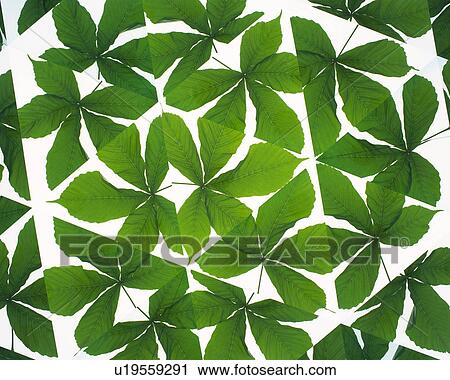 Kaleidoscope, Leaf, Close Up View Large Photo Image Stock Image - Kaleidoscope, Leaf, Close Up. Fotosearch