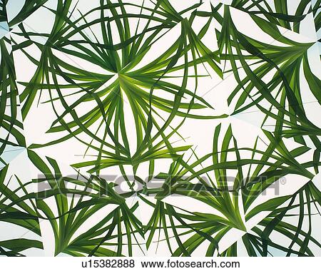 Stock Photo - Kaleidoscope, Leaf, Close Up. Fotosearch