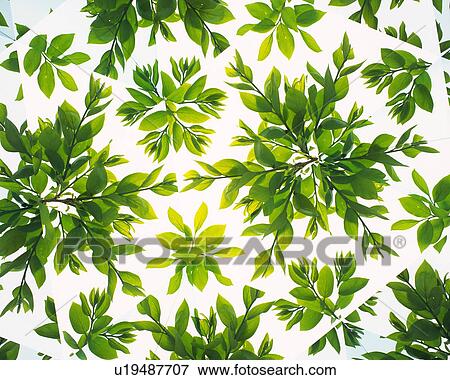 Kaleidoscope, Leaf, Close Up View Large Photo Image Stock Photo - Kaleidoscope, Leaf, Close Up. Fotosearch