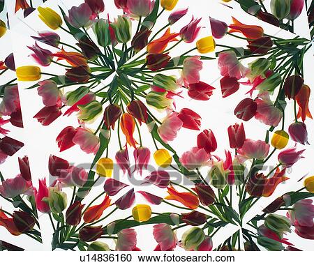 Stock Image - Kaleidoscope, Tulip, Close Up. Fotosearch
