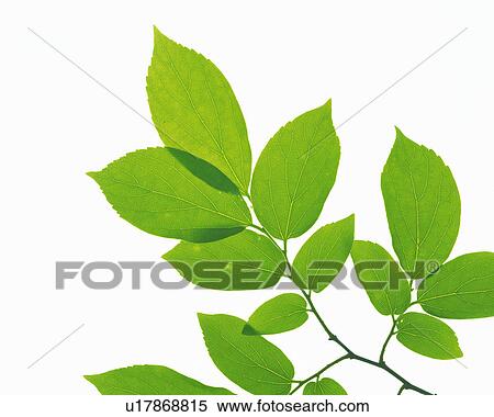 Stock Photography -  a Bunch of Different-sized Leaves on a White Surface, High Angle View. Fotosearch