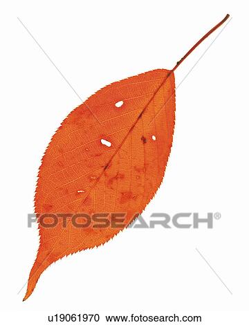 a Single Red-colored Leaf With Holes in it on a White Surface, High Angle View View Large Photo Image Stock Image - a Single Red-colored Leaf With Holes in it on a White Surface, High Angle View. Fotosearch