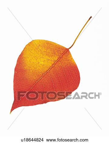 Picture -  a Single Yellow and Red-colored Leaf on a White Surface, High Angle View. Fotosearch