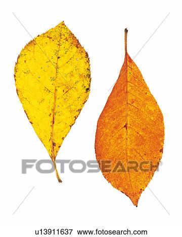 Stock Photo -  an Orange and a Yellow Leaf on a White Surface, High Angle View. Fotosearch