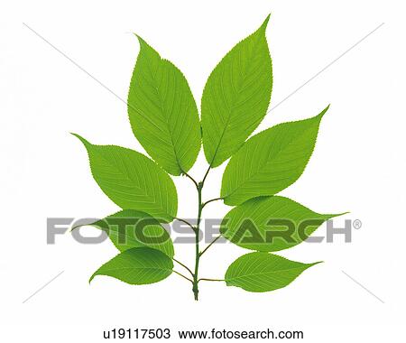 Stock Image -  Eight Different-sized Leaves on a White Surface, High Angle View. Fotosearch