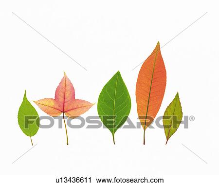 Five Colorful Leaves on a White Surface, High Angle View View Large Photo Image Stock Image - Five Colorful Leaves on a White Surface, High Angle View. Fotosearch