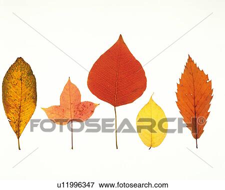 Stock Photo -  Five Different Leaves, Each One Different-colored, High Angle View. Fotosearch
