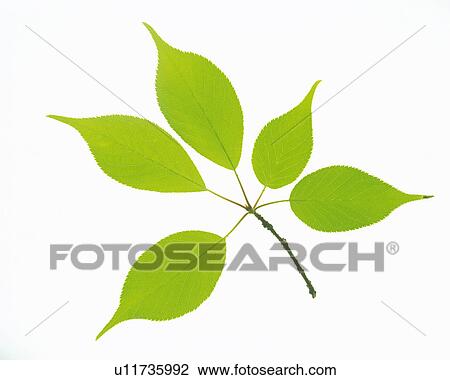 Stock Image -  Five Different-sized Leaves on a White Surface, High Angle View. Fotosearch