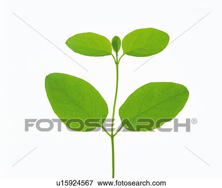 Five Different-sized Leaves on a White Surface, High Angle view View Large Photo Image Stock Photo - Five Different-sized Leaves on a White Surface, High Angle view. Fotosearch