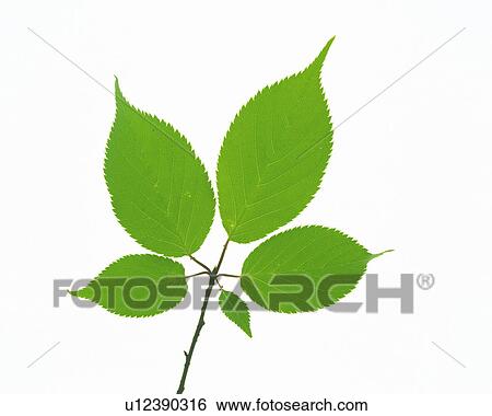 Five Different-sized Leaves on a White Surface, High Angle view View Large Photo Image Stock Photograph - Five Different-sized Leaves on a White Surface, High Angle view. Fotosearch