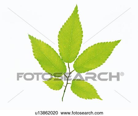 Five Little Green Leaves on a White Surface, High Angle View View Large Photo Image Stock Image - Five Little Green Leaves on a White Surface, High Angle View. Fotosearch