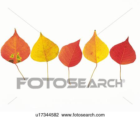 Five Red and Yellow-colored Leaves Lying on a White Surface, High Angle View View Large Photo Image Stock Image - Five Red and Yellow-colored Leaves Lying on a White Surface, High Angle View. Fotosearch