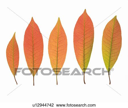 Stock Image -  Five Red-toned Leaves Next to Each Other on a White Surface, High Angle View. Fotosearch