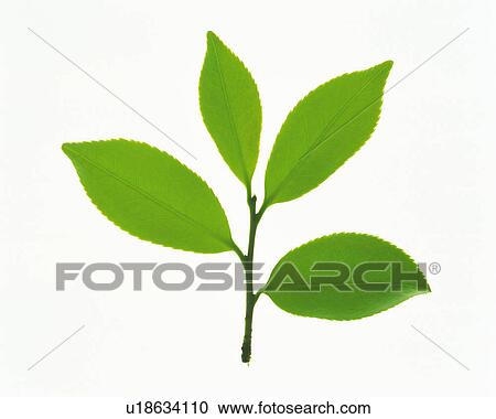 Stock Image -  Four Different-sized Leaves on a White Surface, High Angle View. Fotosearch