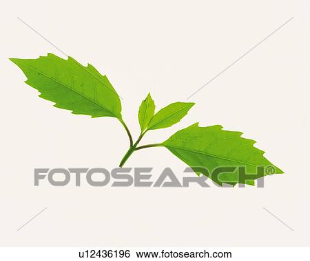 Stock Photograph -  Four Different-sized Leaves on a White Surface, High Angle View. Fotosearch