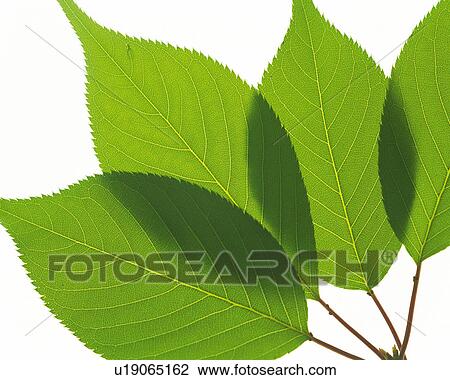 Stock Image -  Four Green Leaves Overlapping, High Angle View. Fotosearch