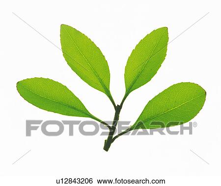 Stock Photograph -  Four Little Green Leaves on a White Surface, High Angle View. Fotosearch