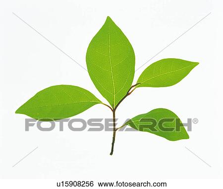 Four little Green Leaves on a White Surface, High Angle View View Large Photo Image Stock Photograph - Four little Green Leaves on a White Surface, High Angle View. Fotosearch