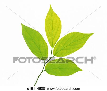 Stock Photo -  Four Little Light Green Leaves on a White Surface, High Angle View. Fotosearch