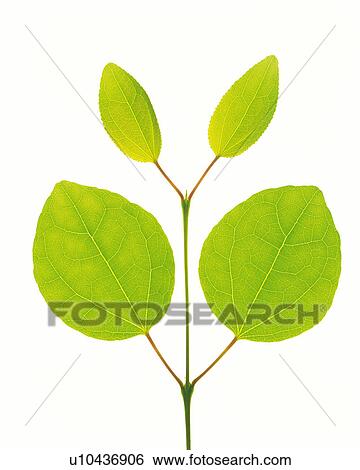 Stock Photograph -  Four Little Light Green Leaves on a White Surface, High Angle View. Fotosearch
