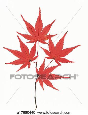Four Little Red-colored Maple Leaves on a White Surface, High Angle View View Large Photo Image Stock Image - Four Little Red-colored Maple Leaves on a White Surface, High Angle View. Fotosearch