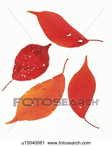 Four Red-colored Leaves With Several Leaves in Them, High Angle view View Large Photo Image Stock Image - Four Red-colored Leaves With Several Leaves in Them, High Angle view. Fotosearch