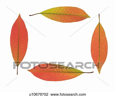 Four Red-toned Leaves Composing a Square, High Angle View View Large Photo Image Stock Image - Four Red-toned Leaves Composing a Square, High Angle View. Fotosearch