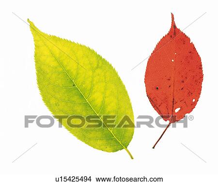Picture -  One Light Green and One Red Leaf, Both Different-sized, High Angle View. Fotosearch