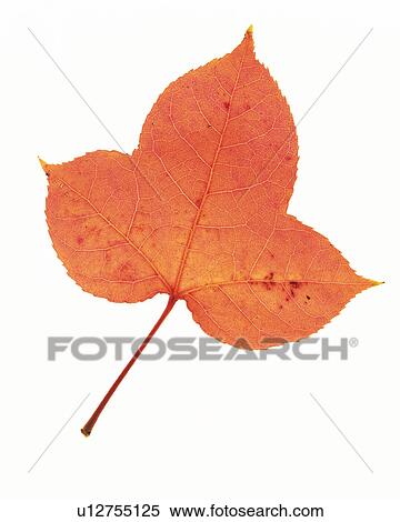 Stock Photography -  One Red-colored Leaf on a White Surface, High Angle View. Fotosearch