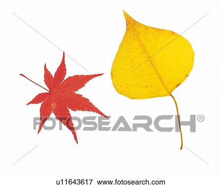 Stock Photo -  One Red Maple Leaf and One Yellow Leaf, High Angle View. Fotosearch