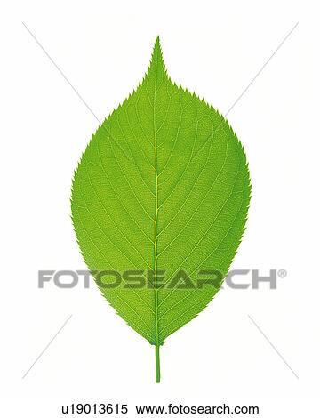 Stock Photography -  One Single Green Leaf Lying on a White Surface, High Angle View. Fotosearch