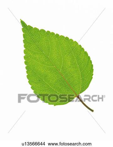 Picture -  One Single Green Leaf on a White Surface, High Angle View. Fotosearch