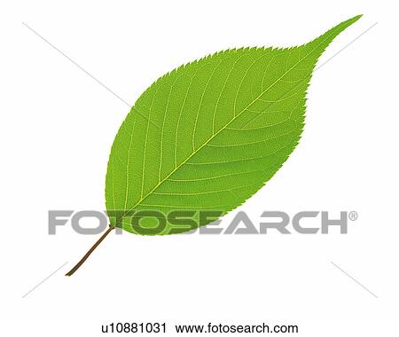 One Single Green Leaf on a White Surface, High Angle View View Large Photo Image Stock Image - One Single Green Leaf on a White Surface, High Angle View. Fotosearch