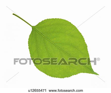 Stock Image -  One Single Green Leaf on a White Surface, High Angle View. Fotosearch