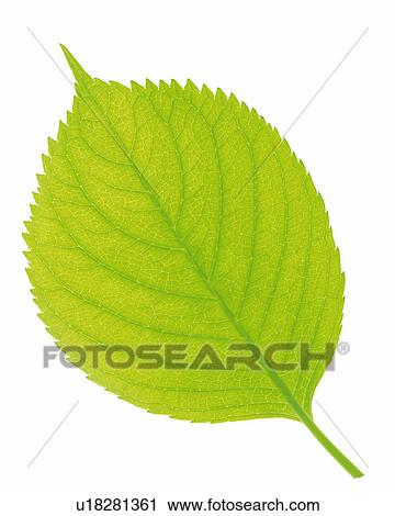 Stock Image -  One Single Green Leaf on a White Surface, High Angle View. Fotosearch