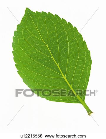 One Single Green Leaf on a White Surface, High Angle View View Large Photo Image Stock Photo - One Single Green Leaf on a White Surface, High Angle View. Fotosearch