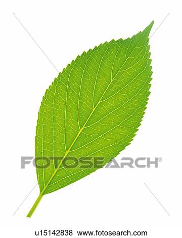 One Single Green Leaf on a White Surface, High Angle View View Large Photo Image Stock Photo - One Single Green Leaf on a White Surface, High Angle View. Fotosearch