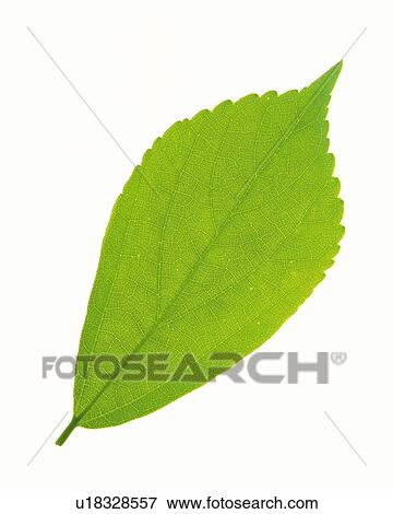 One Single Green Leaf on a White Surface, High Angle View View Large Photo Image Stock Photo - One Single Green Leaf on a White Surface, High Angle View. Fotosearch