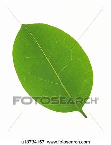 Stock Photo -  One Single Green Leaf on a White Surface, High Angle View. Fotosearch