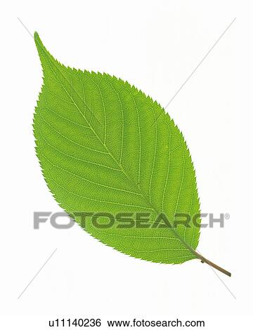Stock Photograph -  One Single Green Leaf on a White Surface, High Angle View. Fotosearch